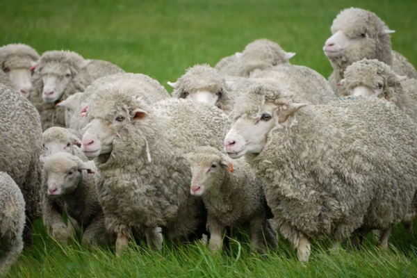 神奇的比耶拉，世界品牌集散地