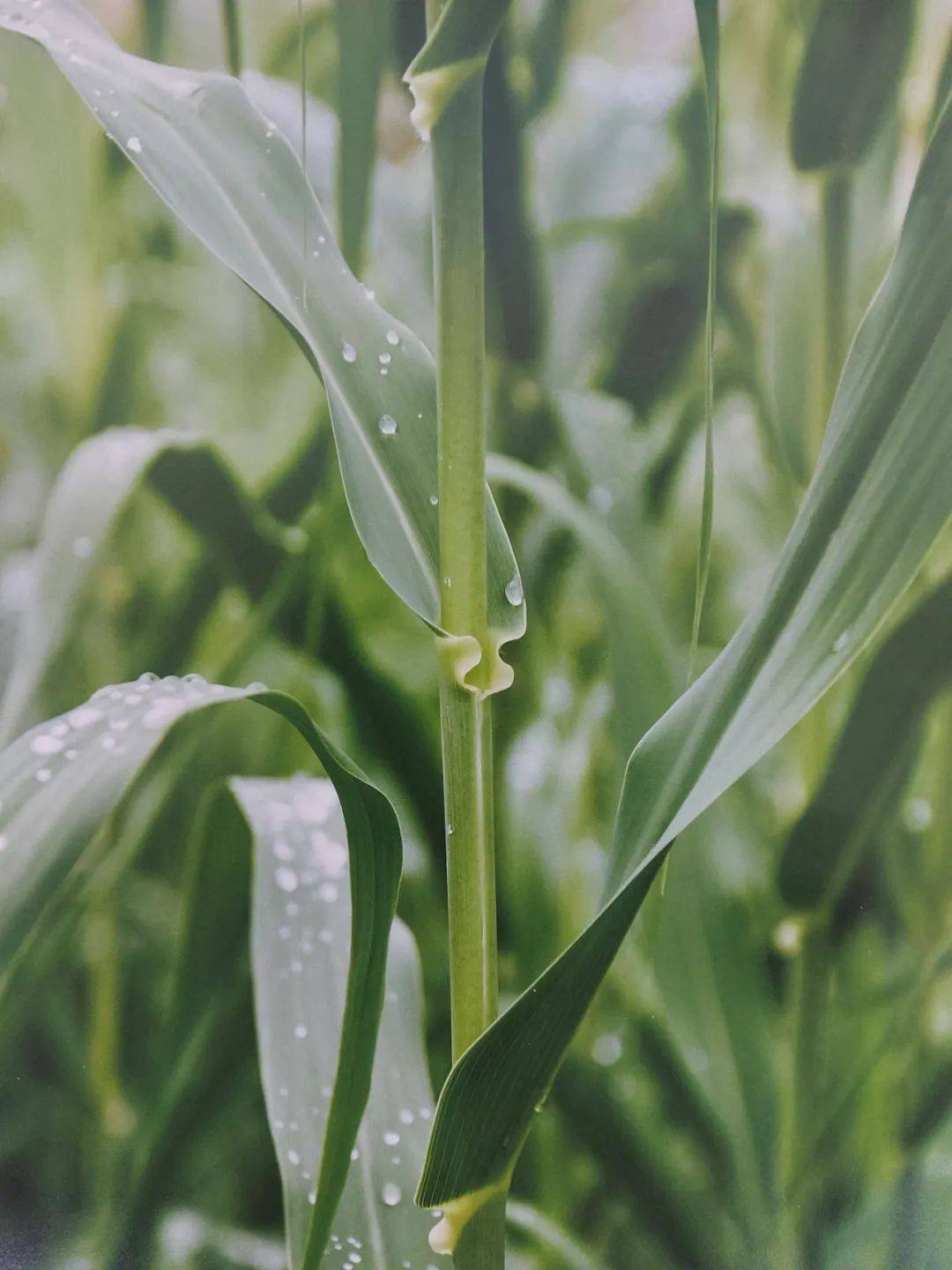 以草代木、天然抗菌、可自然降解，新鄉(xiāng)化纖開創(chuàng)新的&ldquo;傳奇&rdquo;&mdash;&mdash;菌草纖維 
