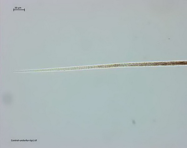 &ldquo;伯麗奴(Perino&trade;)"帚尾袋貂絨混紡紗亮相大灣區(qū)紡博會(huì)