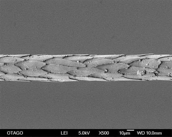 &ldquo;伯麗奴(Perino&trade;)"帚尾袋貂絨混紡紗亮相大灣區(qū)紡博會(huì)